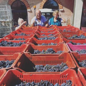 vendemmia