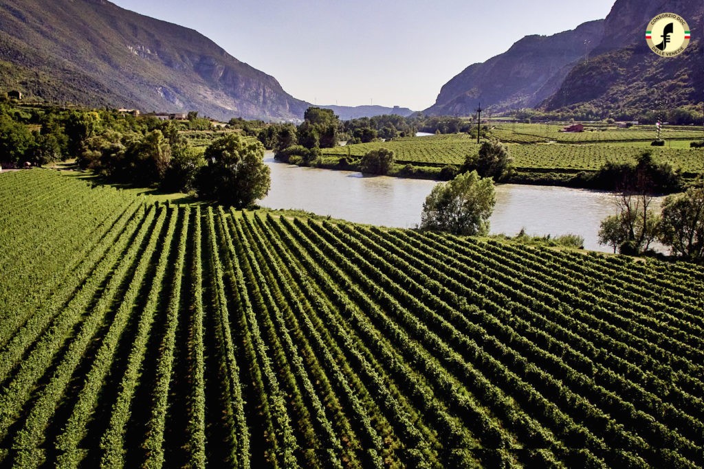 vigneto veneto valdadige_3