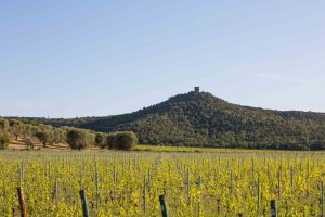 Antinori's Tenuta Guado al Tasso, Bolgheri, Tuscany, Italy