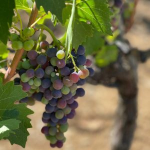 dettagli vigna_Montalcino (002)