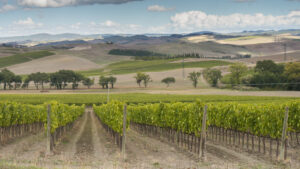 Montalcino_vigneti