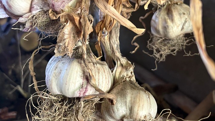 Aglio-rosa-di-Nicastro